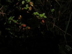Chaetolepis microphylla