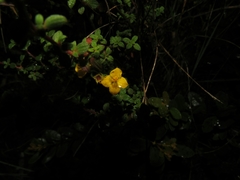 Chaetolepis microphylla