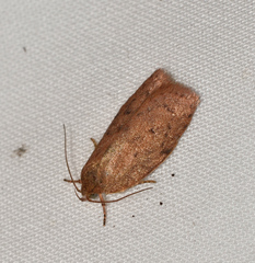 Garrha repandula