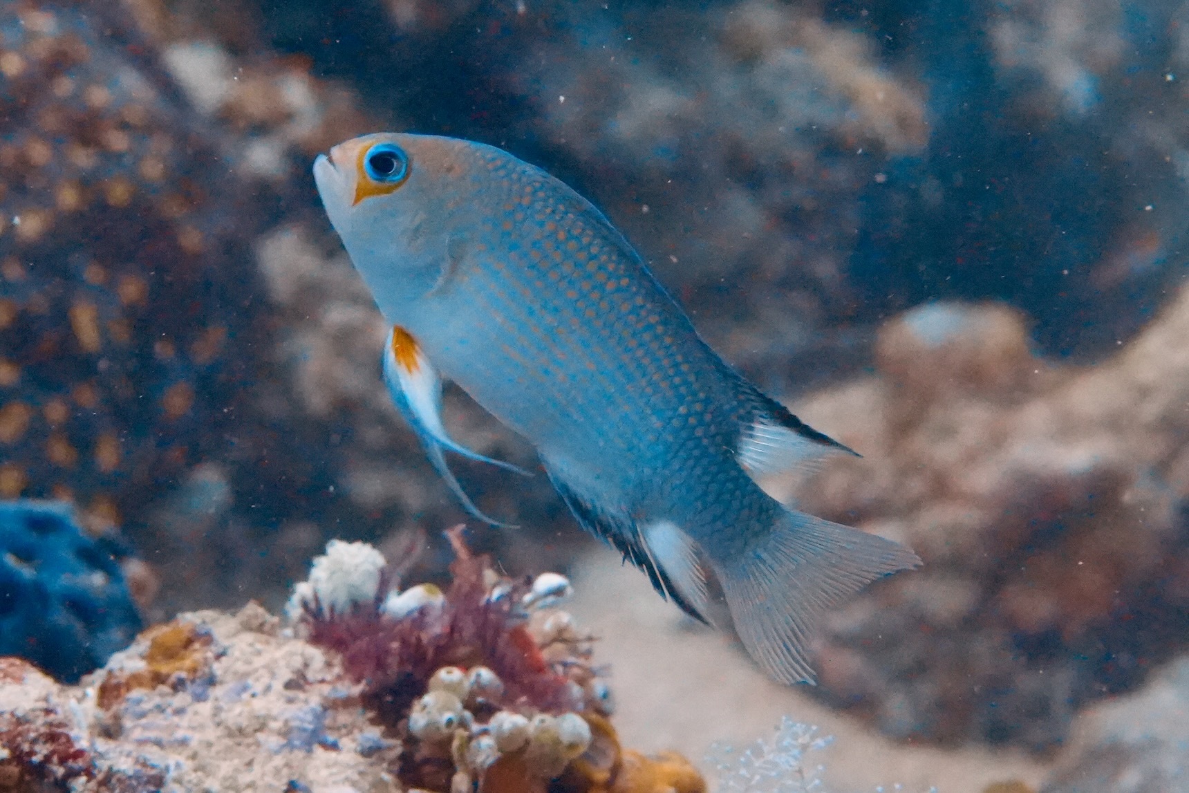 Thread-Finned Dottyback photo 6