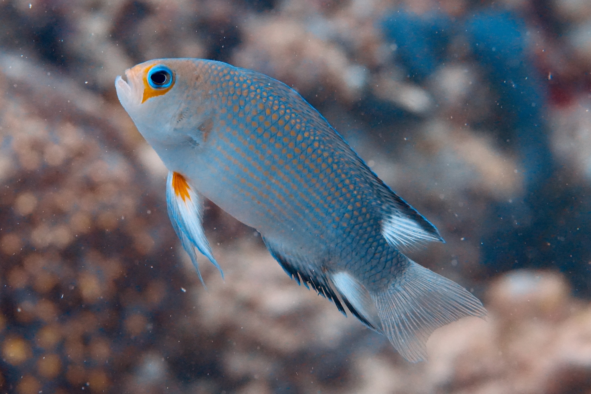 Thread-Finned Dottyback photo 7