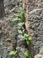 Polemonium pulcherrimum delicatum