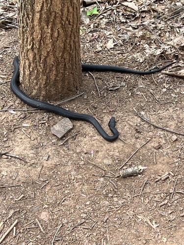 Black Rat Snake