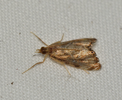 Glaucocharis dilatella