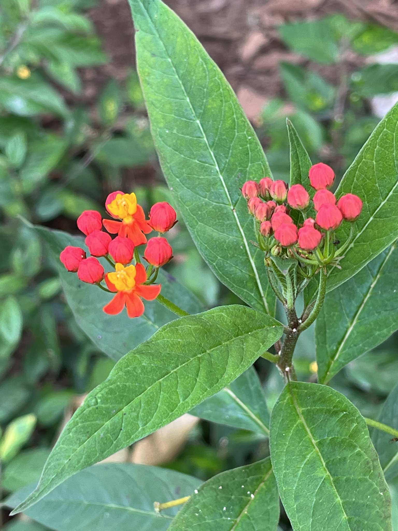 Asclepias curassavica
