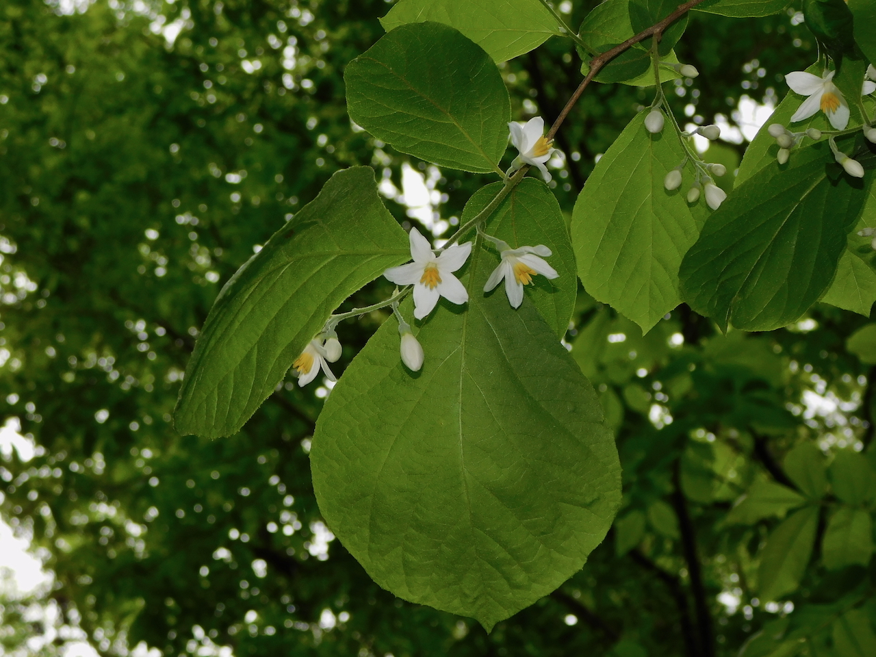 Styrax grandifolius