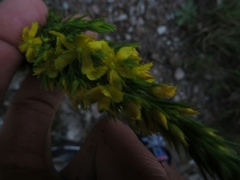 Hypericum juniperinum
