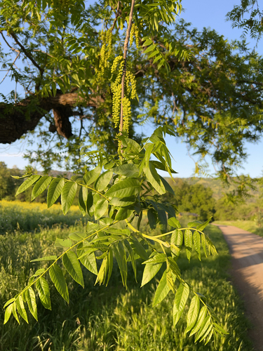 Foto de Nogal-da-califórnia