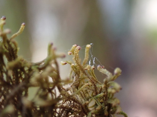 Image of Tetralophozia setiformis by no rights reserved