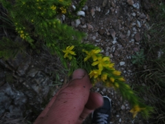 Hypericum juniperinum