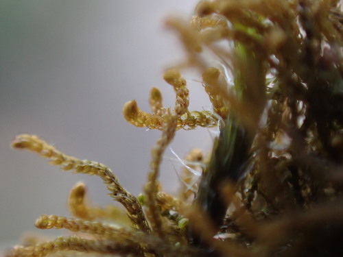 Image of Tetralophozia setiformis by no rights reserved