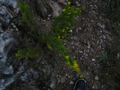 Hypericum juniperinum