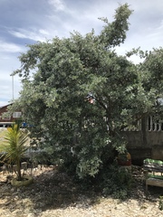 Conocarpus erectus sericeus