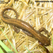 Salamandrella tridactyla - Photo (c) Alexander A. Fomichev, osa oikeuksista pidätetään (CC BY), lähettänyt Alexander A. Fomichev