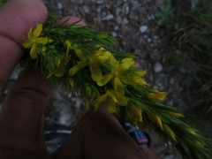 Hypericum juniperinum
