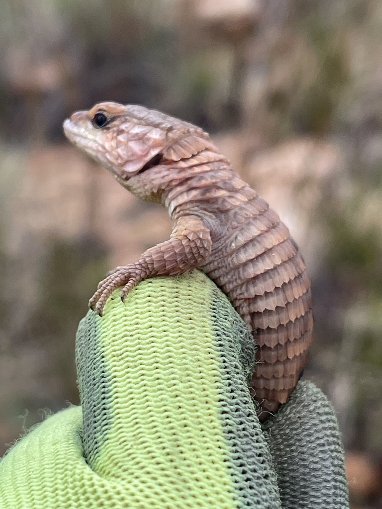 April Lizard Common Girdled Lizard from Tshwane, City Of Tshwane, Gauteng, ZA on ...