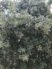 Conocarpus erectus sericeus