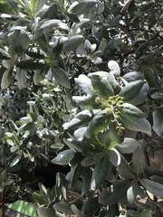 Conocarpus erectus sericeus