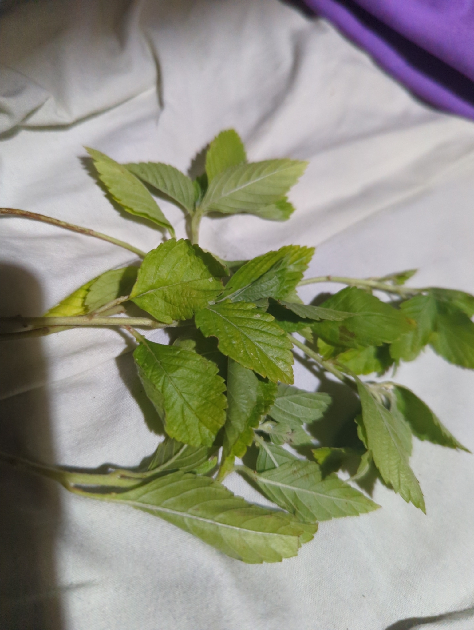 Turnera subulata