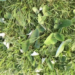 Cucurbita foetidissima