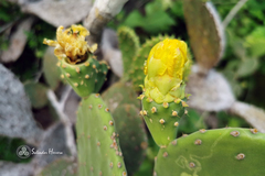 Opuntia rileyi
