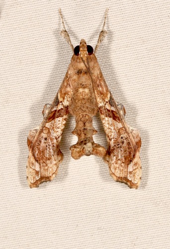 Erythrina borer photo 3