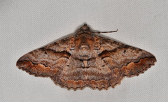 Gastrinodes bitaeniaria