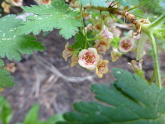Ribes montigenum