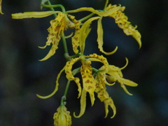 Cyrtochilum pardinum