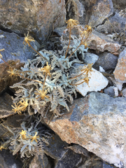 Chaenactis santolinoides