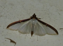 Cydalima