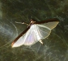 Cydalima