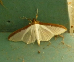 Cydalima
