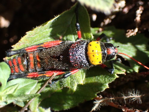 Lila Downs' Friar Grasshopper