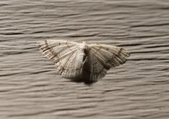 Protitame subalbaria