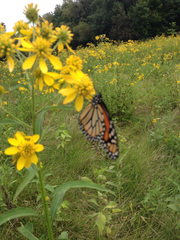 Danaus plexippus