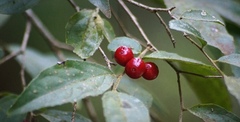 Malpighia glabra