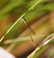 Agriocnemis rubricauda
