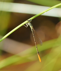 Agriocnemis rubricauda