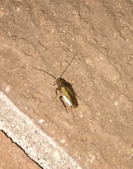 Ectobius lapponicus