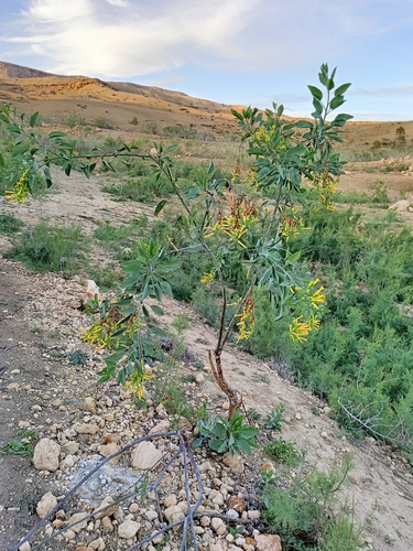 tree tobacco