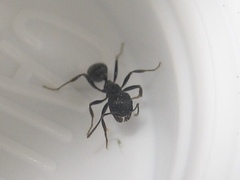 Messor aciculatus