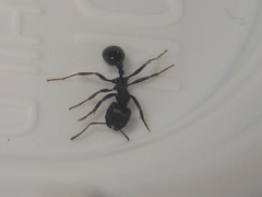 Messor aciculatus