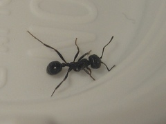 Messor aciculatus