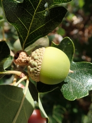 Quercus garryana semota