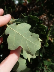 Quercus garryana semota