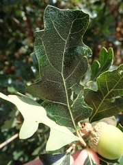 Quercus garryana semota