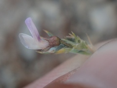 Astragalus kentrophyta
