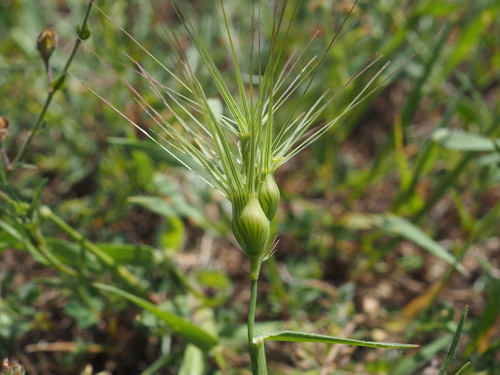 Image of Ovate Goat Grass (Aegilops geniculata) by (c) Augustin Soulard, some rights reserved (CC BY)