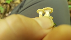 Lentinellus subaustralis